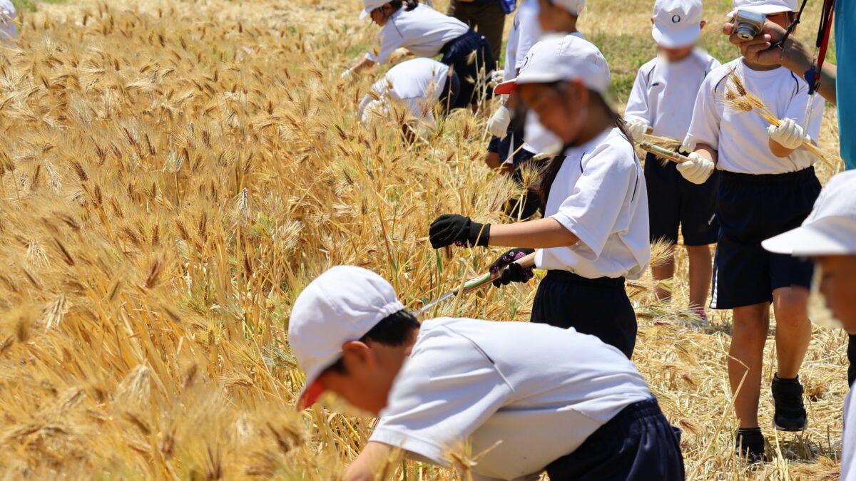 八千種小学校で「もち麦刈り取り体験」。きらめく穂先とまぶしい笑顔／福崎町