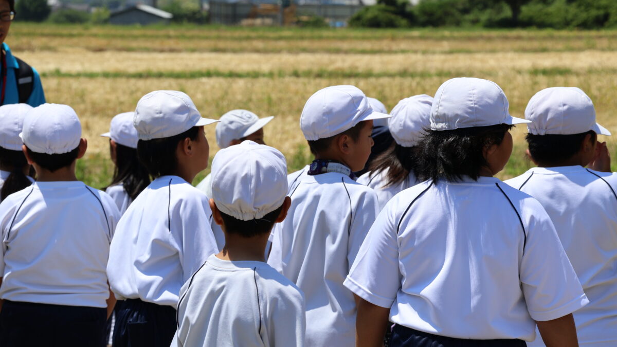 八千種小学校もち麦刈り取り体験