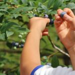 瀬加小学校の児童がブルーベリー狩りを満喫。兵庫県市川町「AND sense FARM」がシーズンオープン！