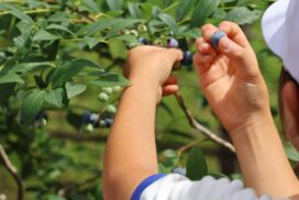 瀬加小学校の児童がブルーベリー狩りを満喫。兵庫県市川町「AND sense FARM」がシーズンオープン！