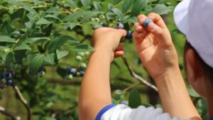 瀬加小学校の児童がブルーベリー狩りを満喫。兵庫県市川町「AND sense FARM」がシーズンオープン！