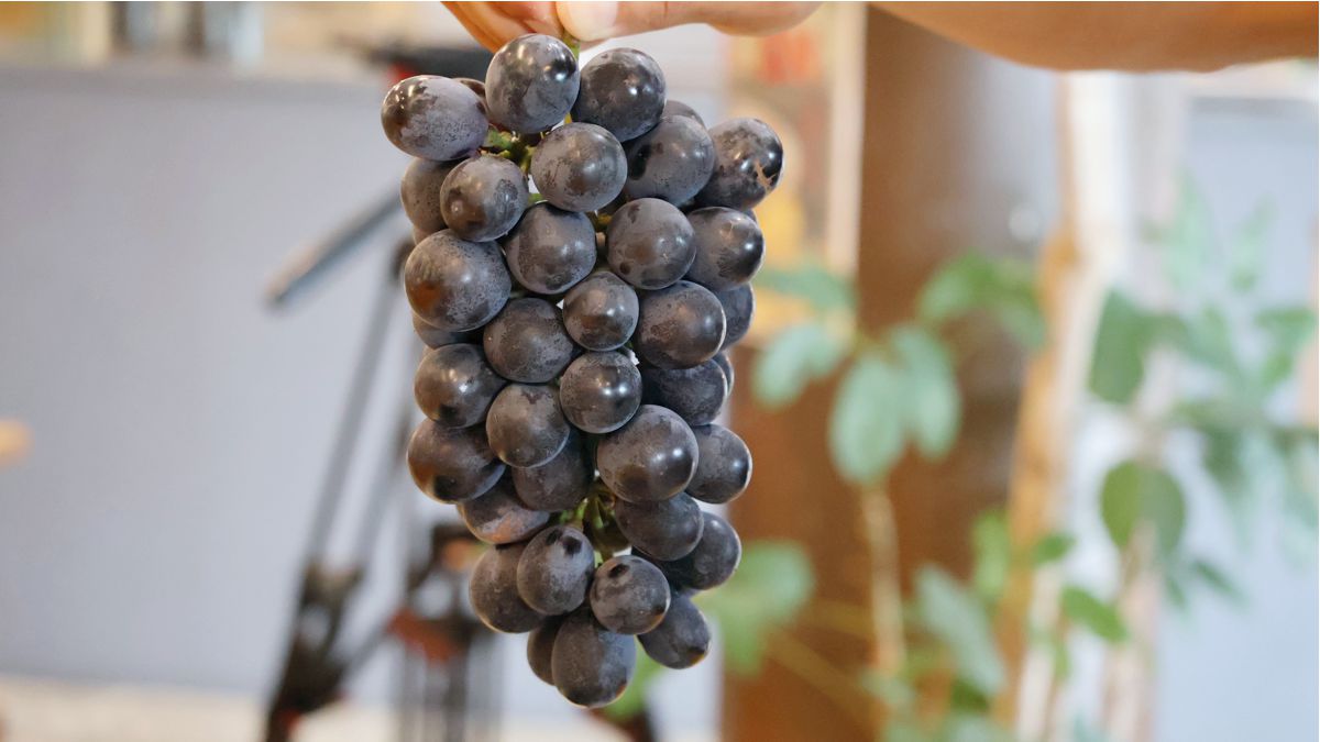 【加西ベリーA】加西市に新スイーツ「ベリーえぇ」シリーズ誕生!高大連携プロジェクトの挑戦