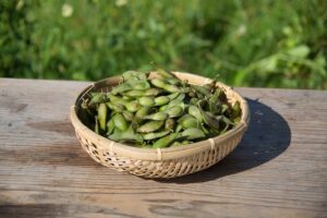 丹波篠山黒枝豆、2025年の解禁日は10月10日に決定