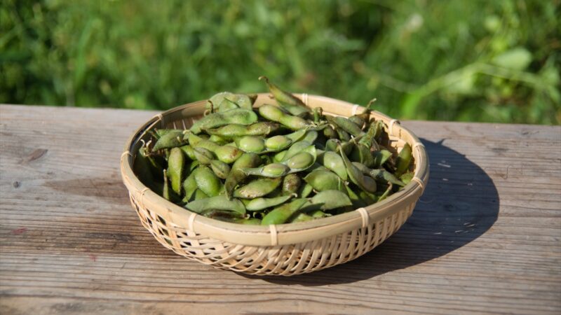 丹波篠山黒枝豆、2025年の解禁日は10月10日に決定