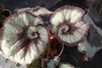 秋のベゴニア展│姫路市