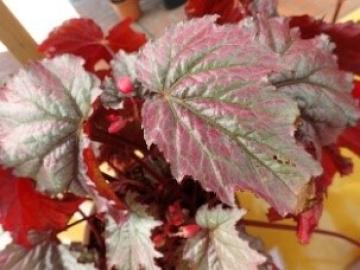 秋のベゴニア展│姫路市