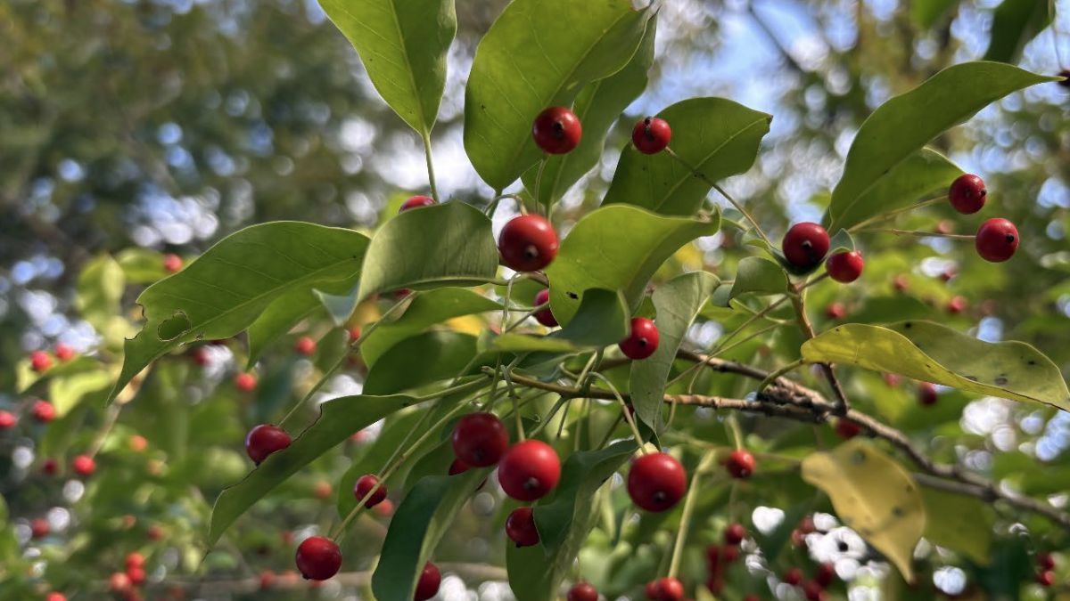 竹田城跡は「石垣」だけじゃない!高校生が作った「自然探索マップ」が話題/朝来市