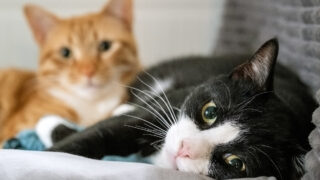 【猫の日限定】猫用品全品12％OFFセール開催！人気猫アイテムをお得にゲット