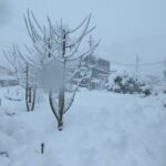 豊岡で積雪60cmの大雪　一晩で30cm超の猛烈な積雪、衆院選や交通への影響広がる