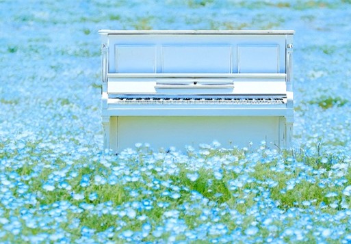 約100万輪のネモフィラと澄み渡った空の織りなす青の絶景『こうべアグリパークネモフィラの丘2026』が開催