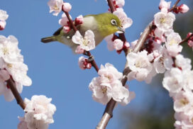 みとろの丘で梅が見頃に。園内を楽しむ「梅MAP」を公開中│加古川市