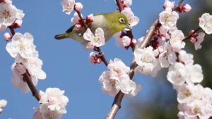 みとろの丘で梅が見頃に。園内を楽しむ「梅MAP」を公開中│加古川市