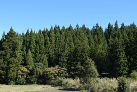 花粉症、実はメリットも？約7割が「生活や人間関係にプラス」と回答