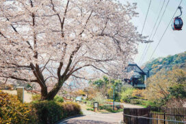 神戸布引ハーブ園の約100本の「山桜」が間もなく見頃に。エレガントなロケーションでお花見を