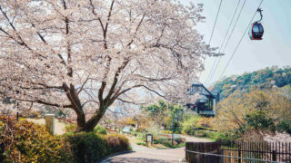 神戸布引ハーブ園の約100本の「山桜」が間もなく見頃に。エレガントなロケーションでお花見を