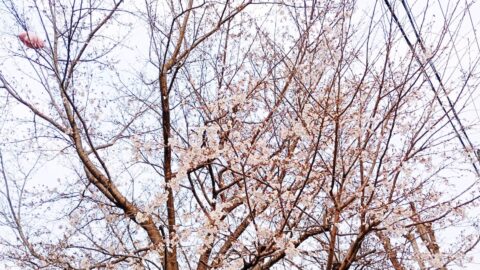 桜のつぼみが巨大化！？南駅前町公園