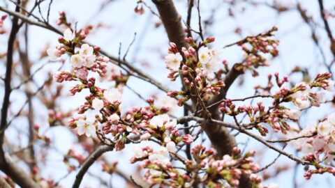福崎町で桜が開花！エルデホール裏