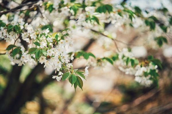神戸布引ハーブ園の約100本の「山桜」が間もなく見頃に。エレガントなロケーションでお花見を