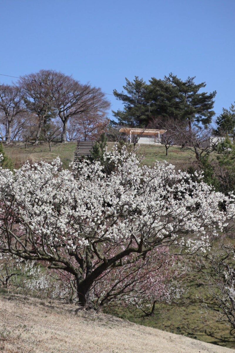 みとろの丘で梅が見頃に。園内を楽しむ「梅MAP」を公開中│加古川市
