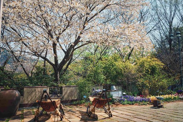 神戸布引ハーブ園の約100本の「山桜」が間もなく見頃に。エレガントなロケーションでお花見を