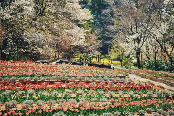 神戸布引ハーブ園の約100本の「山桜」が間もなく見頃に。エレガントなロケーションでお花見を