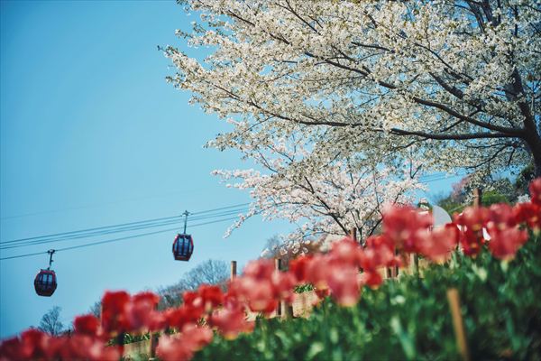 神戸布引ハーブ園の約100本の「山桜」が間もなく見頃に。エレガントなロケーションでお花見を