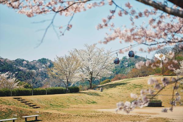 神戸布引ハーブ園の約100本の「山桜」が間もなく見頃に。エレガントなロケーションでお花見を