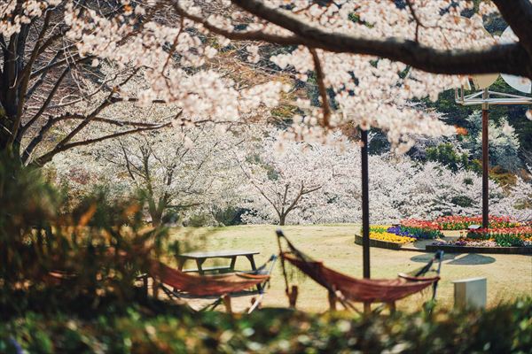 神戸布引ハーブ園の約100本の「山桜」が間もなく見頃に。エレガントなロケーションでお花見を