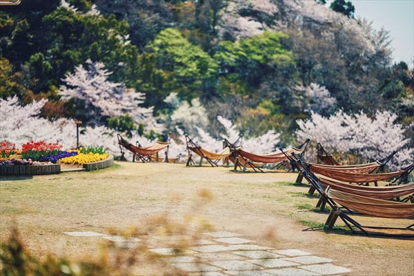 神戸布引ハーブ園の約100本の「山桜」が間もなく見頃に。エレガントなロケーションでお花見を