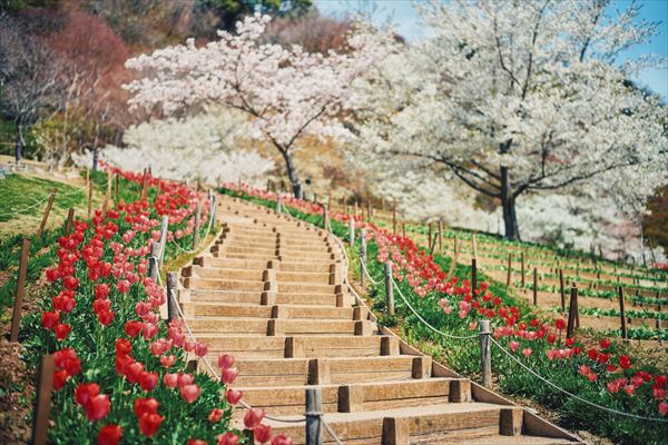 神戸布引ハーブ園の約100本の「山桜」が間もなく見頃に。エレガントなロケーションでお花見を