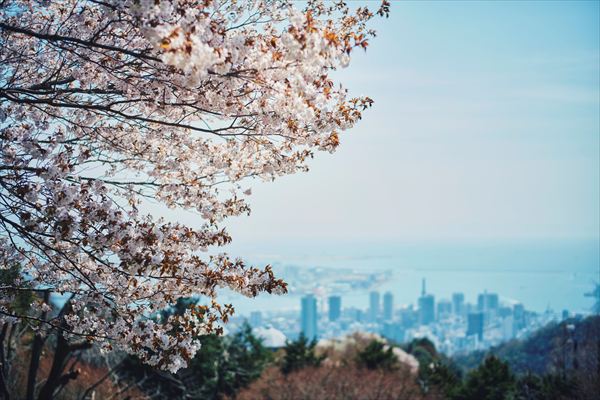 神戸布引ハーブ園の約100本の「山桜」が間もなく見頃に。エレガントなロケーションでお花見を