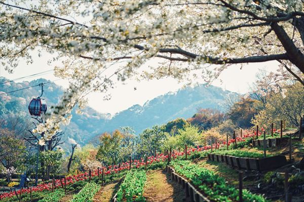 神戸布引ハーブ園の約100本の「山桜」が間もなく見頃に。エレガントなロケーションでお花見を