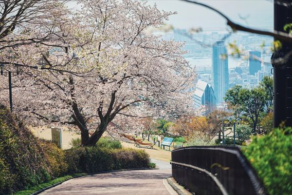 神戸布引ハーブ園の約100本の「山桜」が間もなく見頃に。エレガントなロケーションでお花見を