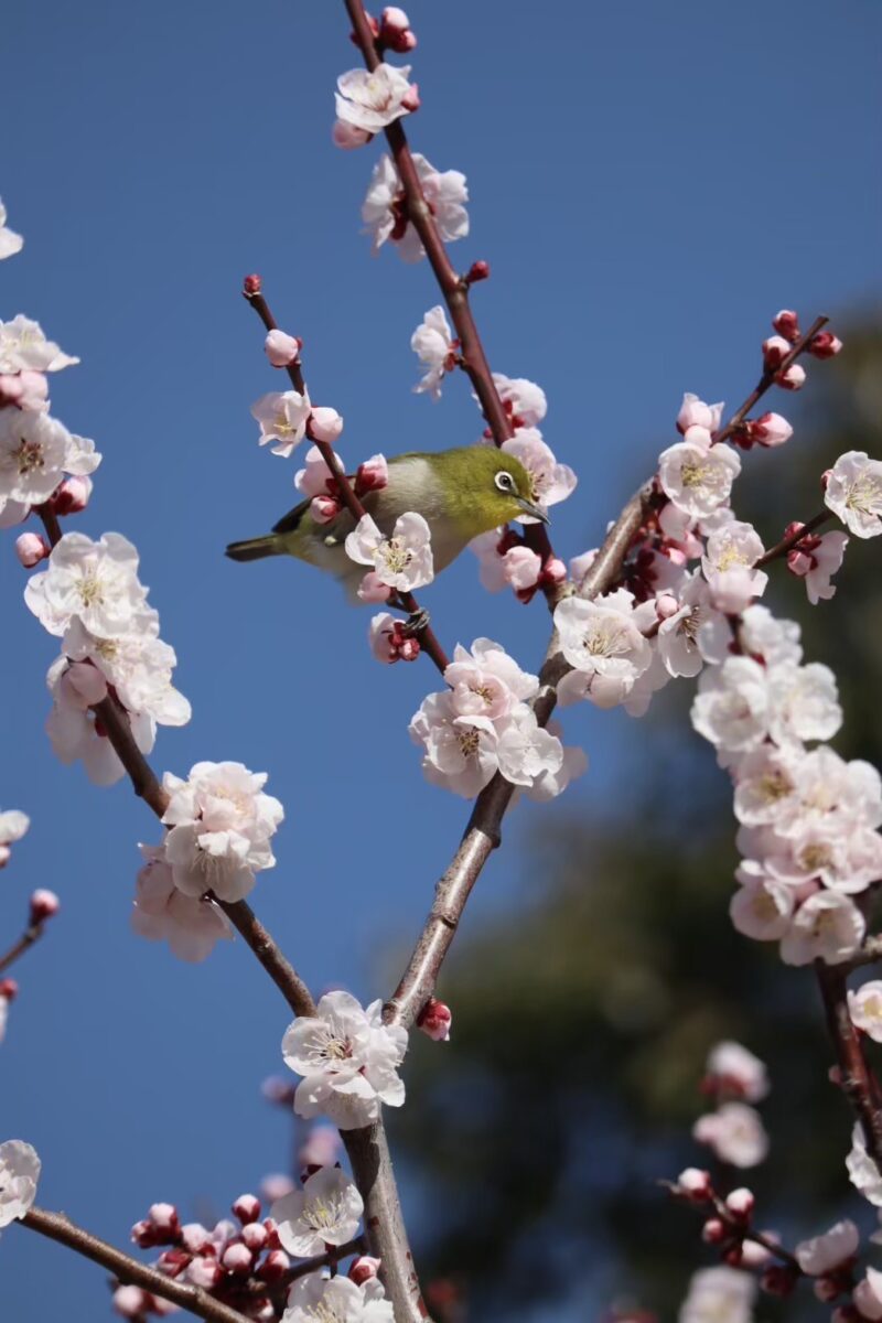 みとろの丘で梅が見頃に。園内を楽しむ「梅MAP」を公開中│加古川市