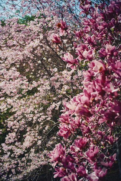 神戸布引ハーブ園の約100本の「山桜」が間もなく見頃に。エレガントなロケーションでお花見を