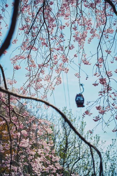 神戸布引ハーブ園の約100本の「山桜」が間もなく見頃に。エレガントなロケーションでお花見を