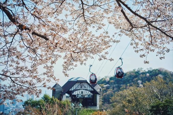 神戸布引ハーブ園の約100本の「山桜」が間もなく見頃に。エレガントなロケーションでお花見を