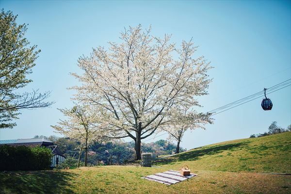 神戸布引ハーブ園の約100本の「山桜」が間もなく見頃に。エレガントなロケーションでお花見を