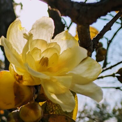 みとろの丘で梅が見頃に。園内を楽しむ「梅MAP」を公開中│加古川市