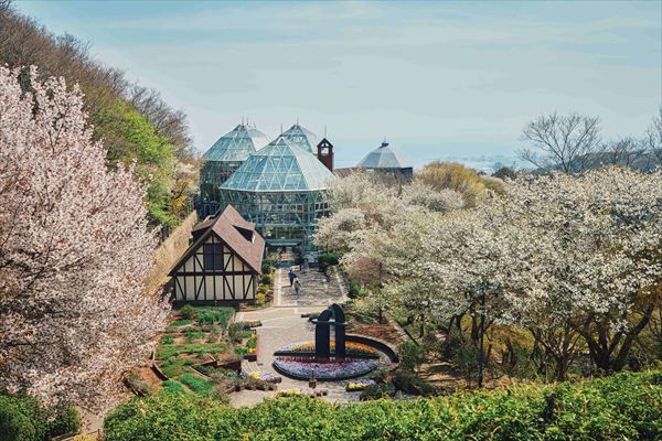 神戸布引ハーブ園の約100本の「山桜」が間もなく見頃に。エレガントなロケーションでお花見を