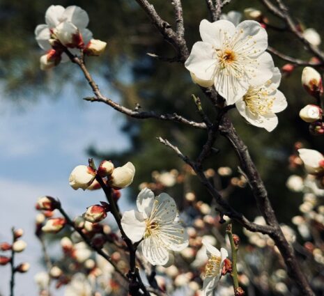 みとろの丘で梅が見頃に。園内を楽しむ「梅MAP」を公開中│加古川市