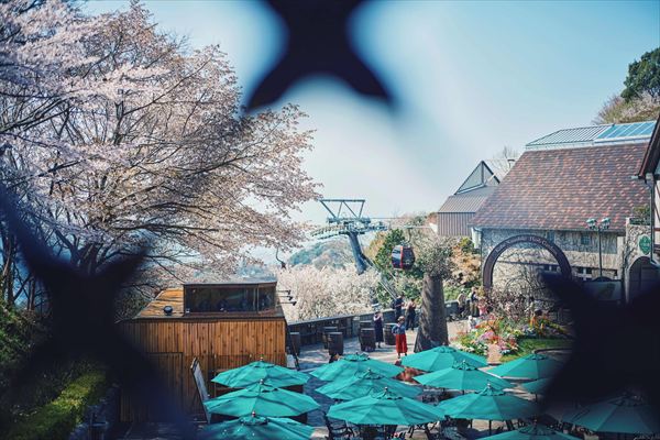 神戸布引ハーブ園の約100本の「山桜」が間もなく見頃に。エレガントなロケーションでお花見を
