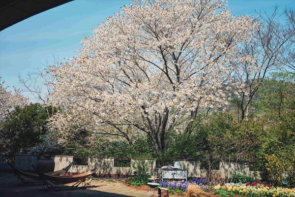 神戸布引ハーブ園の約100本の「山桜」が間もなく見頃に。エレガントなロケーションでお花見を