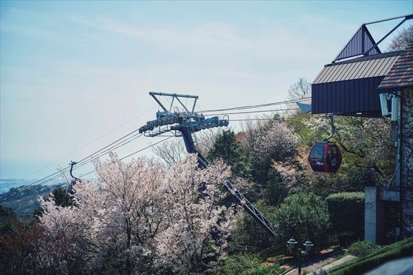 神戸布引ハーブ園の約100本の「山桜」が間もなく見頃に。エレガントなロケーションでお花見を