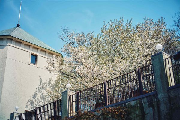 神戸布引ハーブ園の約100本の「山桜」が間もなく見頃に。エレガントなロケーションでお花見を
