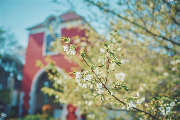 神戸布引ハーブ園の約100本の「山桜」が間もなく見頃に。エレガントなロケーションでお花見を