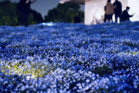 『こうべアグリパークネモフィラの丘2026』ナイター営業が初開催。夜の幻想的なネモフィラを楽しむ