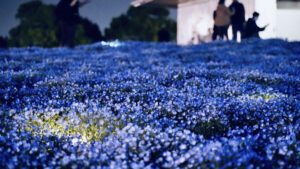 『こうべアグリパークネモフィラの丘2026』ナイター営業が初開催。夜の幻想的なネモフィラを楽しむ