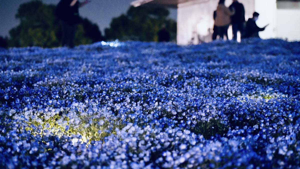 『こうべアグリパークネモフィラの丘2026』ナイター営業が初開催。夜の幻想的なネモフィラを楽しむ