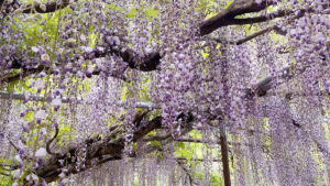 紫のシャワーが降り注ぐ！丹波市・白毫寺「第25回九尺ふじまつり」が4月25日より開幕